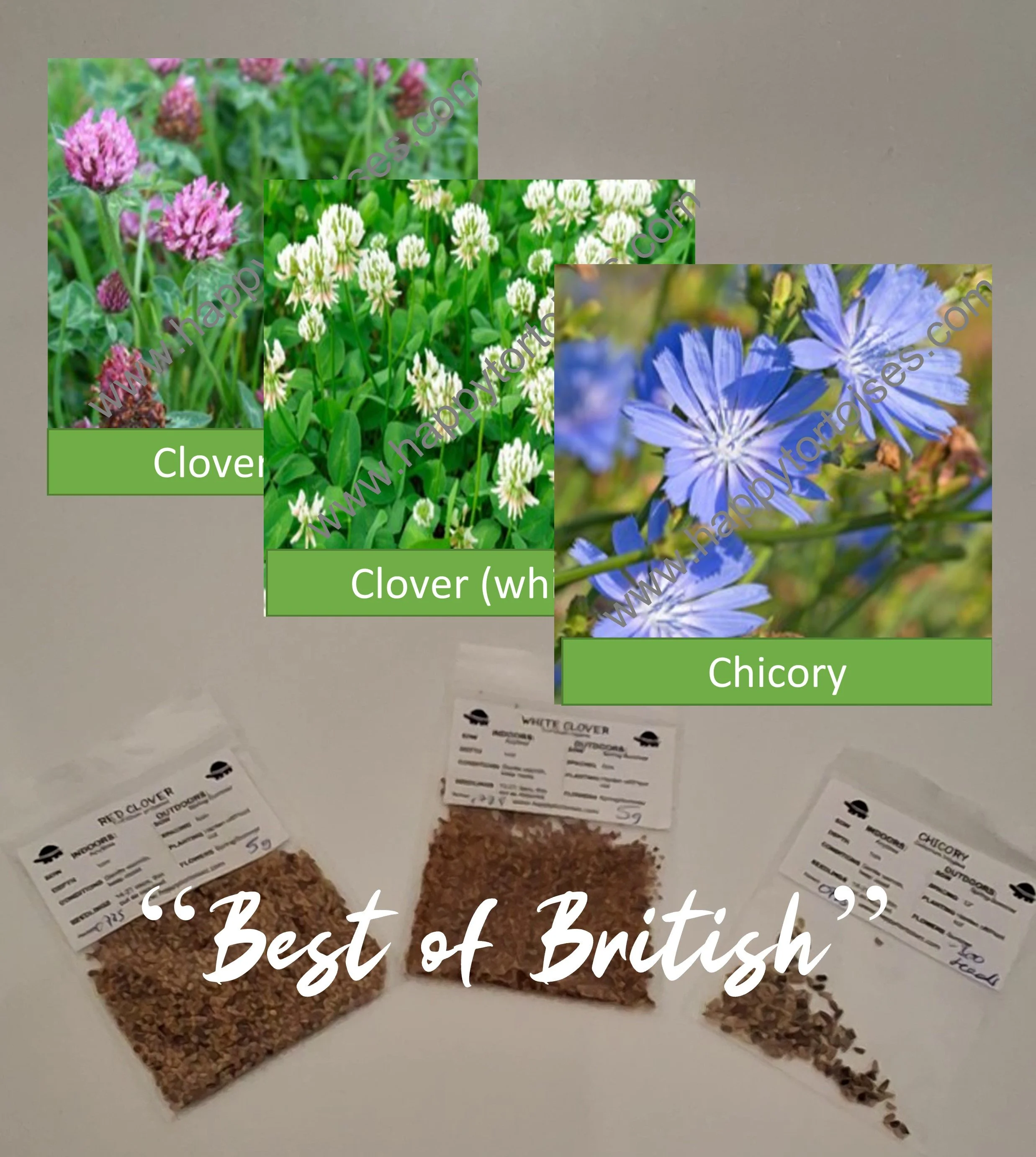 Mallow plant (Nana's plants) — HappyTortoises — HappyTortoises